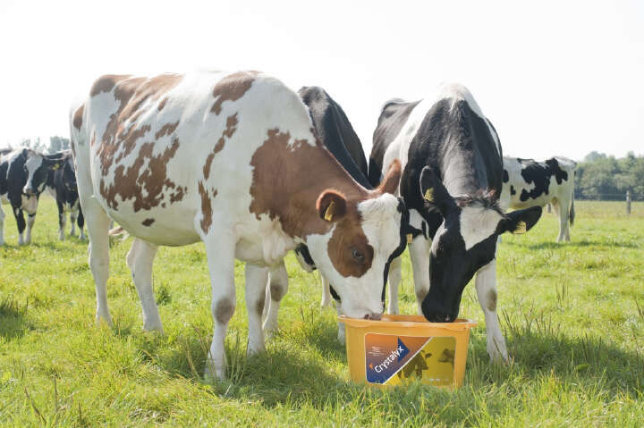 CRYSTALYX Energy Booster (Gelb)